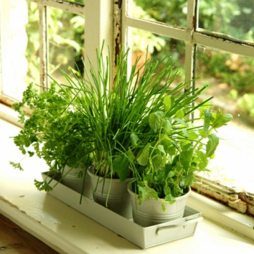 Ako si vypestovať bylinky v kuchyni: praktický sprievodca pre každý byt