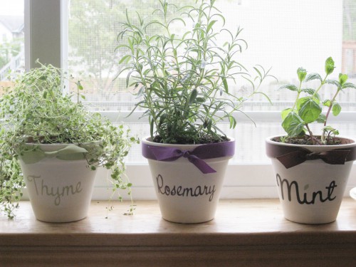 bylinky doma na okne